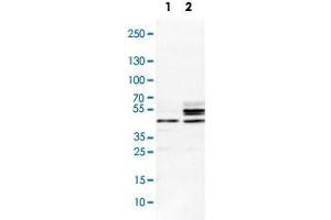 Western Blot analysis of Lane 1: NIH-3T3 cell lysate (mouse embryonic fibroblast cells) and Lane 2: NBT-II cell lysate (Wistar rat bladder tumour cells) with SCRN1 polyclonal antibody .