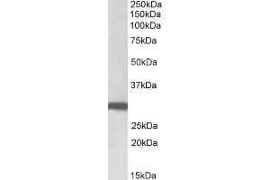 Stomatin antibody  (N-Term)