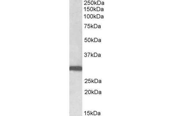 Stomatin antibody  (N-Term)