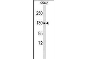 CHERP Antibody (C-term) (ABIN1537637 and ABIN2849116) western blot analysis in K562 cell line lysates (35 μg/lane).