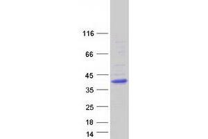 Validation with Western Blot