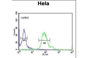 GABARL1 Antibody 9133a flow cytometric analysis of Hela cells (right histogram) compared to a negative control cell (left histogram). (GABARAPL1 antibody)