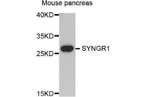 Western blot analysis of extracts of mouse pancreas, using SYNGR1 antibody. (Synaptogyrin 1 antibody)