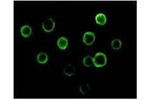 Immunofluorescence analysis of Jurkat cells using BTK mouse mAb. (BTK antibody)