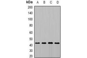 Western blot analysis of MTCH1 expression in MCF7 (A), HepG2 (B), mouse kidney (C), rat brain (D) whole cell lysates. (MTCH1 antibody)
