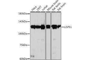 Western blot analysis of extracts of various cell lines, using USP11 Rabbit mAb (ABIN7271139) at 1:1000 dilution. (USP11 antibody)