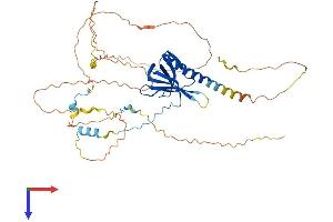 RAN Binding Protein 3-Like (RANBP3L) (AA 1-465) protein (His tag)