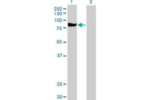 Western Blot analysis of PRKCD expression in transfected 293T cell line by PRKCD MaxPab polyclonal antibody.