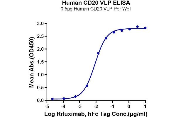 CD20 Protein-VLP (AA 1-297)