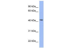 WB Suggested Anti-PRPSAP2 Antibody Titration: 0. (PRPSAP2 antibody  (N-Term))