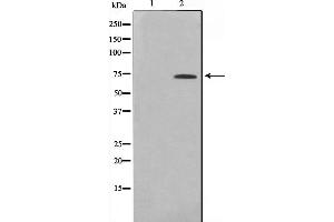 Western blot analysis on 293 cell lysate using ELF1 Antibody (ELF1 antibody  (C-Term))