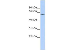 WB Suggested Anti-ZNF205 Antibody Titration:  0.