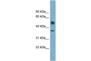 WB Suggested Anti-ATP1B1 Antibody Titration:  0.
