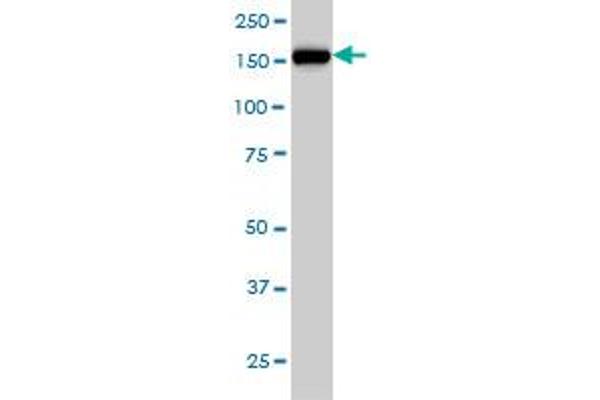 NCAPD2 antibody  (AA 1240-1339)