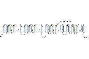 Representative domain view of the target of ABIN7581962.