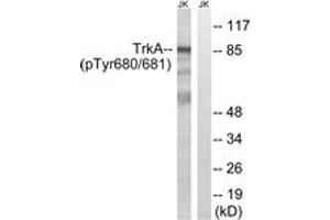 Western blot analysis of extracts from Jurkat cells treated with starved 24h, using Trk A (Phospho-Tyr680+Tyr681) Antibody. (TRKA antibody  (pTyr680))