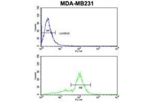 VGFR1 Antibody flow cytometric analysis of MDA-MB231 cells (bottom histogram) compared to a negative control cell (top histogram) FITC-conjugated goat-anti-rabbit secondary antibodies were used for the analysis. (FLT1 antibody)