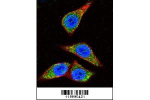 Confocal immunofluorescent analysis of ENOA Antibody (C-term) (ABIN1882077 and ABIN2839495) with Hela cell followed by Alexa Fluor 488-conjugated goat anti-rabbit lgG (green). (ENO1 antibody  (C-Term))