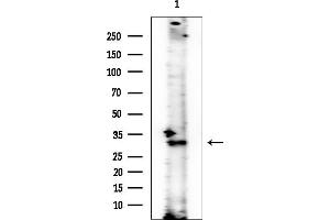 Western blot analysis of lysates from HUVEC cells, using DECR1 Mouse Monoclonal Antibody at 1/1000 dilution.