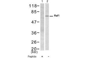 Image no. 1 for anti-V-Raf-1 Murine Leukemia Viral Oncogene Homolog 1 (RAF1) (Ser338) antibody (ABIN319325)