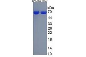 SDS-PAGE of Standard from the Kit (LPS) (Lipopolysaccharides (LPS) ELISA Kit)