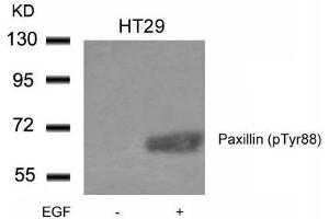 Western blot analysis of extracts from HT29 cells untreated or treated with EGF using Paxillin(phospho-Tyr88) Antibody. (Paxillin antibody  (pTyr88))