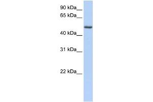WB Suggested Anti-PHLDA1 Antibody Titration: 0. (PHLDA1 antibody  (C-Term))