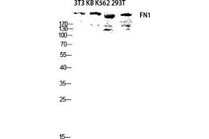 Western blot analysis of 3T3 KB K562 293T lysis using FN1 antibody. (Fibronectin 1 antibody  (AA 2310-2390))