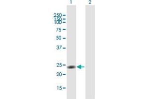 Western Blot analysis of NR0B2 expression in transfected 293T cell line by NR0B2 MaxPab polyclonal antibody.