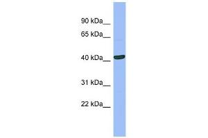 SERPINB13 antibody used at 1 ug/ml to detect target protein. (SERPINB13 antibody)