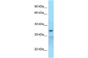 WB Suggested Anti-SHBG Antibody Titration: 1. (SHBG antibody  (C-Term))