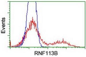 HEK293T cells transfected with either RC205407 overexpress plasmid (Red) or empty vector control plasmid (Blue) were immunostained by anti-RNF113B antibody (ABIN2455437), and then analyzed by flow cytometry. (RNF113B antibody)