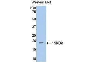 Western Blotting (WB) image for anti-Metallothionein 2 (MT2) (AA 2-61) antibody (ABIN1078316) (MT2 antibody  (AA 2-61))
