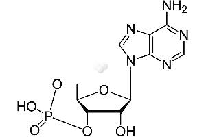 Image no. 1 for Cyclic Adenosine Monophosphate (cAMP) ELISA Kit (ABIN577670)