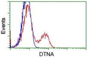 HEK293T cells transfected with either RC223952 overexpress plasmid (Red) or empty vector control plasmid (Blue) were immunostained by anti-DTNA antibody (ABIN2454067), and then analyzed by flow cytometry. (DTNA antibody)