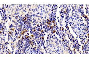 Detection of S100A12 in Porcine Spleen Tissue using Polyclonal Antibody to S100 Calcium Binding Protein A12 (S100A12) (S100A12 antibody  (AA 2-92))