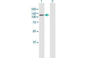 Western Blot analysis of TPO expression in transfected 293T cell line by TPO MaxPab polyclonal antibody. (Thyroperoxidase antibody  (AA 1-933))