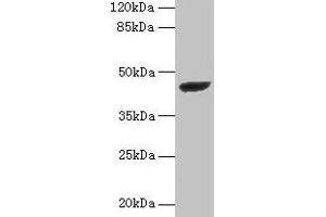 Western blot All lanes: STARD7 antibody at 2 μg/mL + PC-3 whole cell lysate Secondary Goat polyclonal to rabbit IgG at 1/10000 dilution Predicted band size: 44 kDa Observed band size: 44 kDa (STARD7 antibody  (AA 61-307))