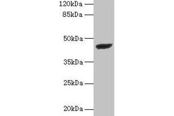 STARD7 anticorps  (AA 61-307)
