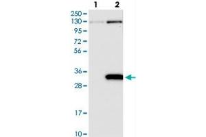 Western blot analysis of Lane 1: Negative control (vector only transfected HEK293T lysate), Lane 2: Over-expression Lysate (Co-expressed with a C-terminal myc-DDK tag (~3. (PRUNE2 antibody)