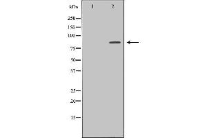 Western blot analysis of extracts of 293T, using HGF antibody.
