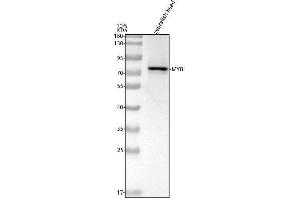 Western blot analysis of c-Myb/MYB using anti-c-Myb/MYB antibody (AZF1QP25).
