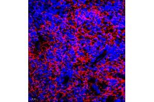 Immunofluorescence of paraffin embedded mouse spleen using GDPD2 (ABIN7074098) at dilution of 1:650 (400x lens) (GDPD2 antibody)