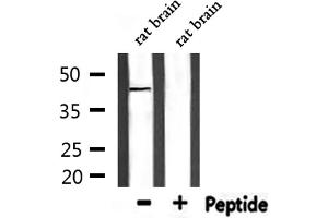 Western blot analysis of extracts from rat brain, using PE2R1 Antibody. (PTGER1 antibody  (Internal Region))