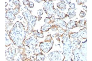Formalin-fixed, paraffin-embedded human Placenta stained with TIMP2 Mouse Recombinant Monoclonal Antibody (rTIMP2/2335).