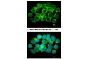 ICC/IF Image Immunofluorescence analysis of methanol-fixed A431, using AdoHcyase, antibody at 1:500 dilution. (AHCY antibody)