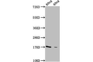 anti-GDV1 (AA 1-190) antibody