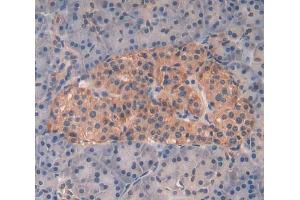 Used in DAB staining on fromalin fixed paraffin- embedded pancreas tissue (Kallikrein 8 antibody  (AA 29-260))