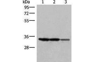 Western blot analysis of 293T and HepG2 cell lysates using HADH Polyclonal Antibody at dilution of 1:250 (HADH antibody)