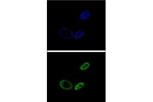 Confocal immunofluorescent analysis of NR0B2 Antibody (Center) (ABIN655027 and ABIN2844658) with HepG2 cell followed by Alexa Fluor® 488-conjugated goat anti-rabbit lgG (green). (NR0B2 antibody  (AA 56-83))